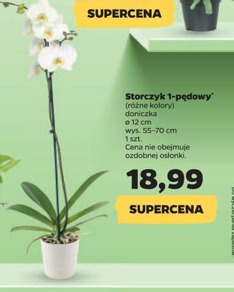 Netto Storczyk 1-pędowy don. 12 cm oferta