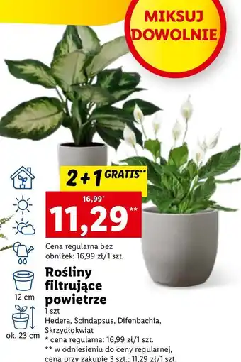 Lidl Skrzydłokwiat oferta