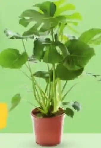 Netto Monstera oferta