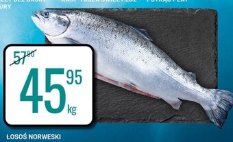 bi1 Łosoś oferta