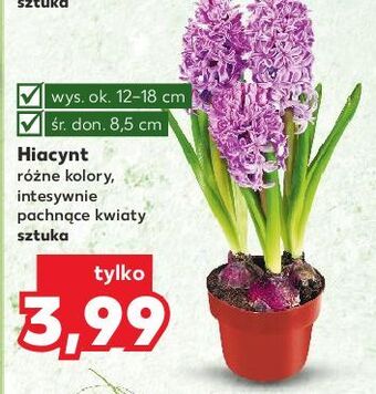 Kaufland Hiacynt 8.5 cm oferta