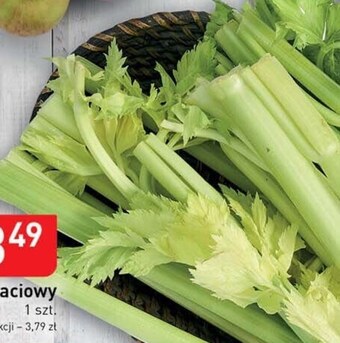 Stokrotka Optima Seler naciowy oferta