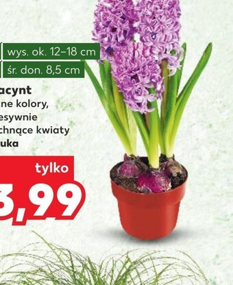 Kaufland Hiacynt oferta