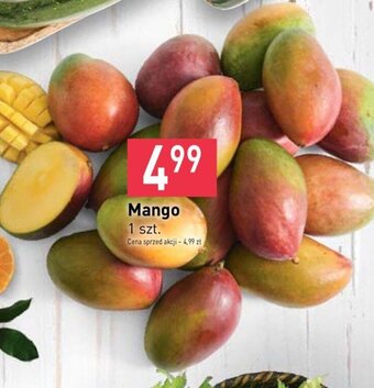 Stokrotka Mango 1szt oferta