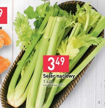 Stokrotka Seler naciowy 1szt oferta