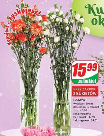 Dino Goździki 50 cm oferta
