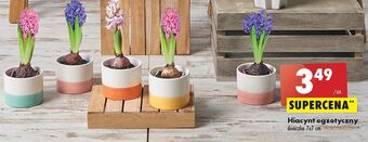 Biedronka Hiacynt oferta