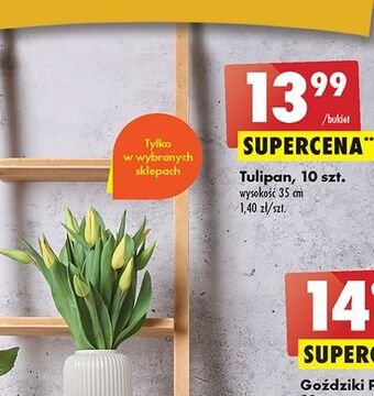 Biedronka Tulipany 35 cm oferta