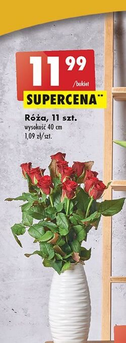 Biedronka Róże oferta