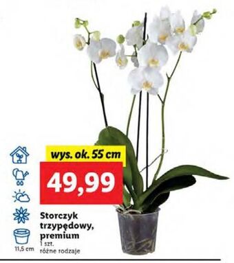 Lidl Storczyk 3-pędowy premium don. 11.5 cm oferta