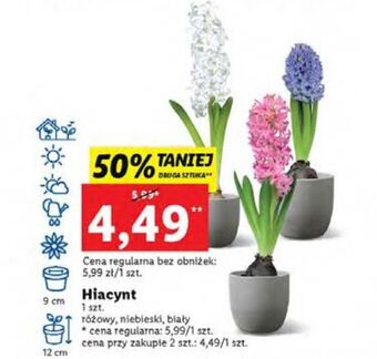 Lidl Hiacynt w doniczce niebieski oferta