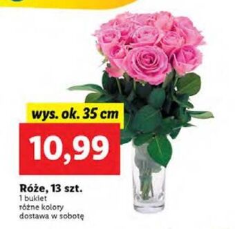 Lidl Róże 35 cm oferta