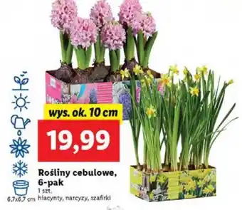 Lidl Rośliny cebulowe szafirki oferta