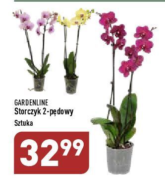 ALDI Storczyk 2-pędowy garden line oferta