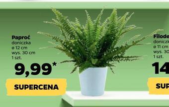 Netto Paproć oferta