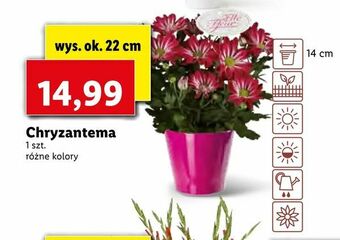Lidl Chryzantema oferta