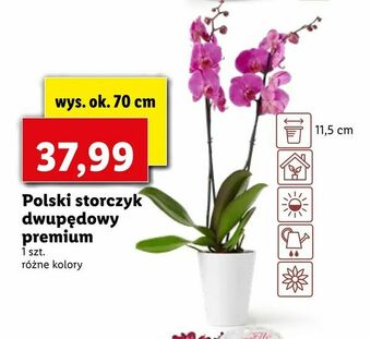 Lidl Polski storczyk dwupędowy premium oferta