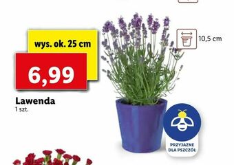 Lidl Lawenda oferta