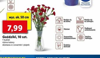 Lidl Goździki, 10 szt oferta