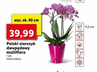 Lidl Polski storczyk dwupędowy multiflora oferta