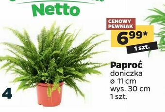 Netto Paproć oferta