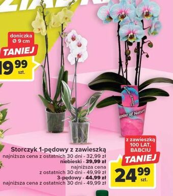 Carrefour Storczyk 1-pędowy oferta