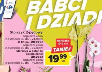 Carrefour Storczyk 2 pędowy oferta