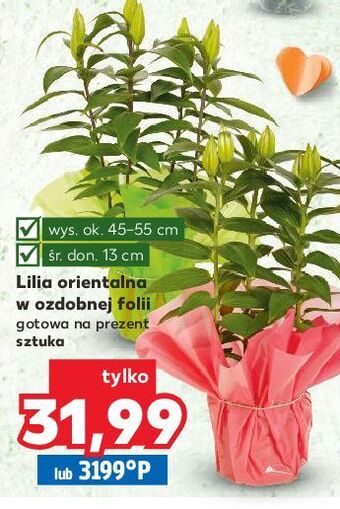 Kaufland Lilia orientalna 13 cm oferta