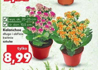 Kaufland Kalanchoe 10.5 cm oferta