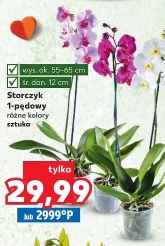 Kaufland Storczyk oferta