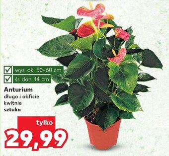 Kaufland Anturium oferta
