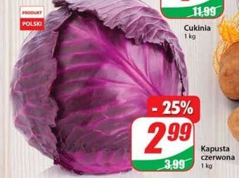 Dino Kapusta czerwona oferta