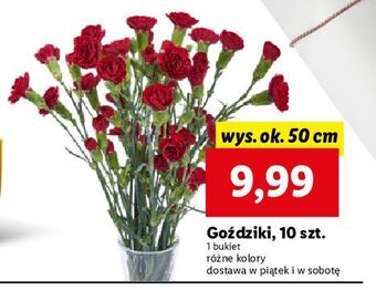 Lidl Goździki 50 cm oferta