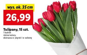 Lidl Tulipany 35 cm oferta