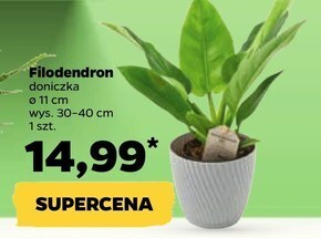 Netto Kwiat oferta