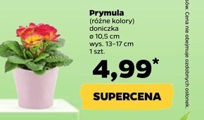 Netto Kwiat oferta