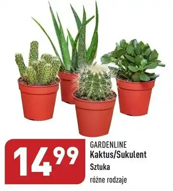 ALDI Gardenline Kaktus/Sukulent, różne rodzaje oferta