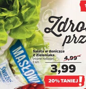 Netto Sałata masłowa z zieleniaka netto oferta