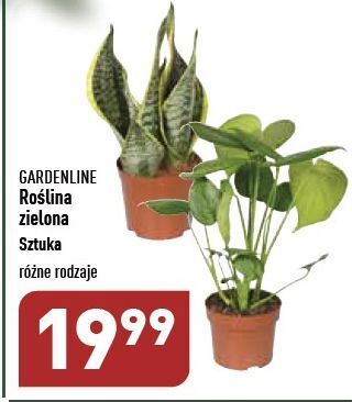 ALDI Roślina zielona garden line oferta