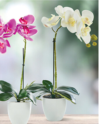 Biedronka Storczyk oferta