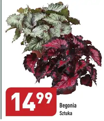 ALDI Begonia oferta