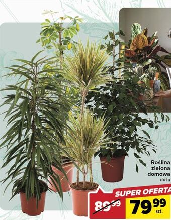 Carrefour Roślina zielona oferta