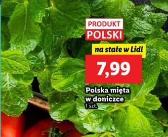 Lidl Polska mięta w doniczce 1szt. oferta