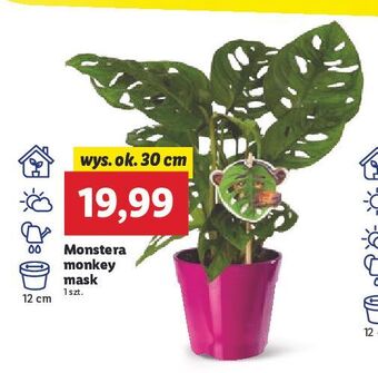 Lidl Monstera monkey mask 30 cm oferta