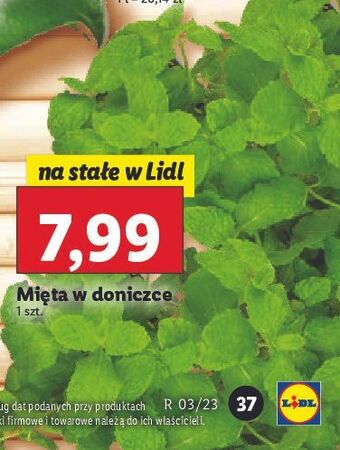 Lidl Mięta w doniczce oferta