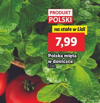 Lidl Mięta doniczka oferta