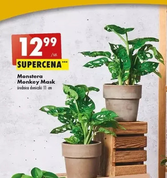 Biedronka Monstera monkey mask 11 cm oferta
