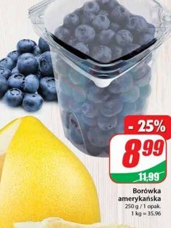 Dino Borówka amerykańska oferta