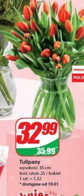 Dino Tulipany oferta