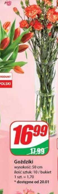 Dino Goździki 50 cm oferta